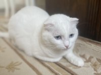 2 yaşında kısır dişi scottish fold yavrum