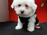 KAR BEYAZ MALTESE TERRIER BEBEKLER