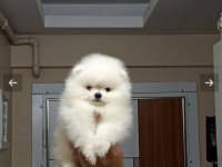 Sevimli hayalet Casper 2,5 aylık