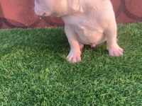 Cream French bulldog