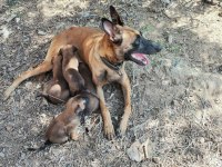 Belçika malinois köpekler