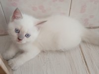 DİŞİ ERKEK YAVRULAR KEDİMİZ