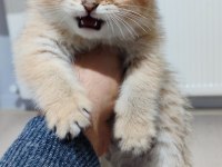 Golden 2 aylık british longhair dişi yavrular