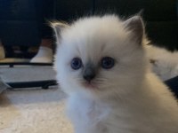 İzmir 5 Haftalık Ragdoll Yavrularımız