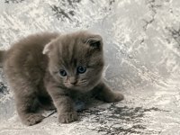 Scottish fold kedilerim rezerveye açıktır