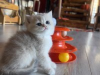 Saf Kan Golden British Shorthair Yavrular (Wcf kayıtlı)