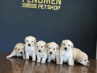 BABY FACE GOLDEN RETRIEWER YAVRULARI SAFKAN BELGELİ ANKARA