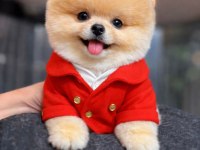 Üst Kalite Pomeranian Boo Yavrumuz