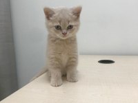 2 aylık british shorthair yavrum tarçına yuva arıyoruz