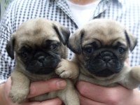 Mükemmel Pug Mops Yavrularımız