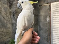 EVCİL SÜLFÜR KAKADU