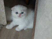 Scottish fold güzellikler Hazır