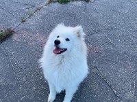Loya’ya güzel bakıcak aile arıyoruz samoyed