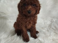 Toy poodle brown cana yakın