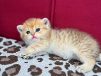 SAFKAN BRİTİSH SHORTHAİR GOLDEN BEBEKLER