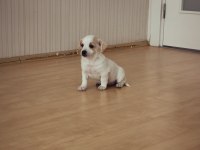 2 Aylık Yavru Bebek Chihuahua