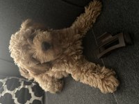 Toy Poodle Köpeği