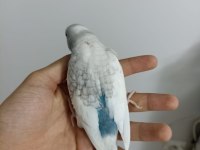 Yeme yeni düşmüş ve düşmek üzere muhabbet kuşu yavrularımız