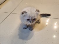 Scottish Fold dişi kedimiz