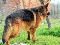 A şecereli alman kurdu yavruları