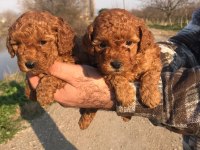 ORJİNAL POODLE YAVRULARI ÜCRETSİZ DEĞİLDİR