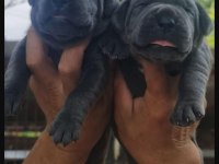 Cane Corso 2 Aylık Köpekler