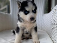 Orijinal veteriner kontrollü husky yavrularım