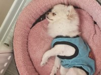 Pomeranian Dişi Köpeğimiz