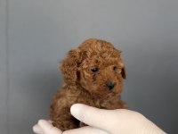 Poodle Yavrularımız