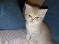2 aylık british shorthair yavru kediler