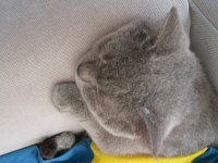 YAKIŞIKLI, GÜZEL HUYLU, SAFKAN (BAKIM) BRITISH BLUE
