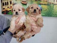Mükemmel kalite maltipoo yavrular
