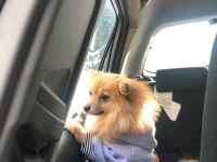 Sevgi dolu dişi pomeranian