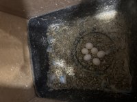 Takım muhabbet kuşları