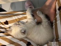 Tuvalet Eğitimli British Shorthair