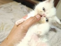 Exotic anne ve oğlu sahiplendirilecektir