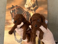 Toy poodle yavrularımız büyüdü