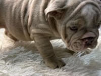 Exotic İngiliz bulldog yavrularımız