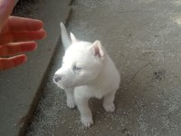 2 AYLIK HUSKY YAVRUMUZ YENİ YUVASINI BEKLİYOR