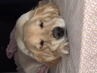 Ücretsiz Golden Retriever Yuva Arıyoruz