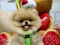 Pomeranian boo ayıcık bebekler