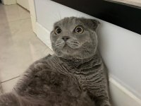 7 aylık erkek british shorthair kedimiz