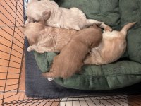 Maltipoo bebekler İzmir