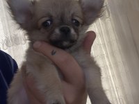 3.5 Aylık Chihuahua Yavrular Tarsus