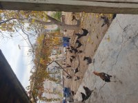 Yumurtlayan Köy Tavukları
