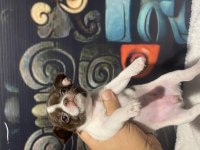 Rus Kan Teacup Şivava Bebekler Mükemmel Kalite