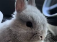 ORGİNAL ANGORA TAVŞANI