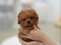 Kore Teacup Maltipoo Yeni Yavrularımız