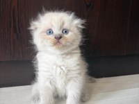 Scottish fold yavrularımız
