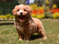 LEO SİZİ BEKLİYOR MALTİPOO